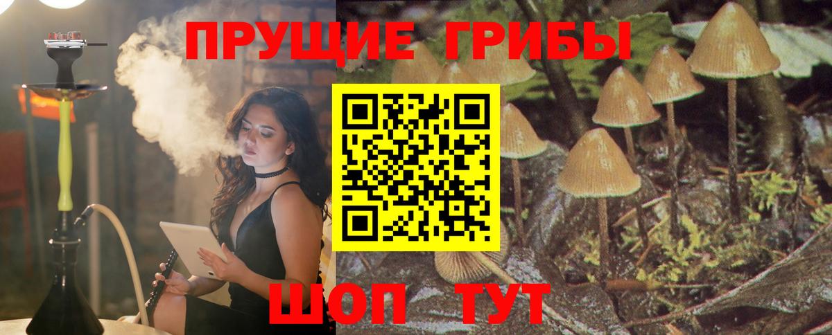 Галлюциногенные грибы Cubensis Камень-на-Оби